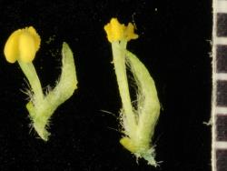 Salix matsudana × S. alba. Male flowers.
 Image: D. Glenny © Landcare Research 2020 CC BY 4.0